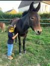 Mule 