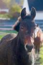 Mule 