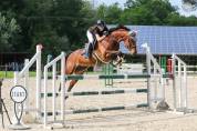 Hongre polyvalent 10 ans – Amateur 2, prêt à sortir 