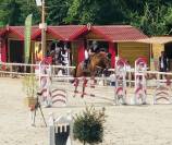 Hongre polyvalent 10 ans – Amateur 2, prêt à sortir 