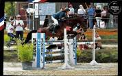 Hongre polyvalent 10 ans – Amateur 2, prêt à sortir 