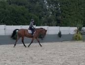 Gentil cheval à louer demi ou pension complète 