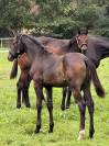 Poulinière Dressage