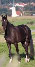 Poulinière Dressage