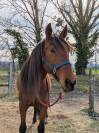 Cheval PRE 