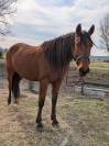 Cheval PRE 