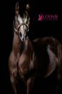 placement exceptionnel  jument quarter horse de coeur
