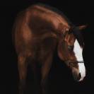 placement exceptionnel  jument quarter horse de coeur