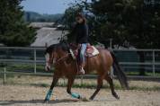 placement exceptionnel  jument quarter horse de coeur