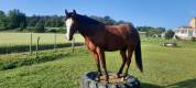 placement exceptionnel  jument quarter horse de coeur