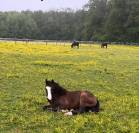 Pensions chevaux - Ferme équestre de Beauregard - 89350