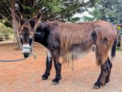Baudet du poitou