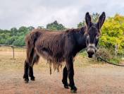 Baudet du poitou