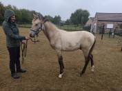 Jeune poulain PRE