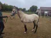 Jeune poulain PRE