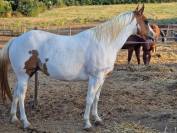 PAINT HORSE - Cavalla di 11 anni