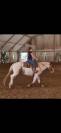 PAINT HORSE - Cavalla di 11 anni