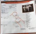 PAINT HORSE - Cavalla di 11 anni