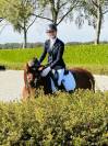 Dressage horse 