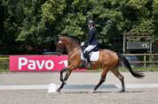 Dressage horse 