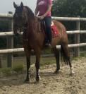 Jument de sport 