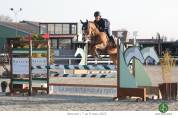 Caballo castrado Silla Francés En venta 2019 Alazán