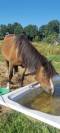 Allround Sportpony 