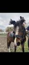 Allround Sportpony 