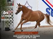 Yegua Silla Francés En venta 2019 Alazán por UNTOUCHABLE