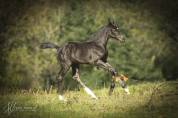 Pouliche oldenbourg