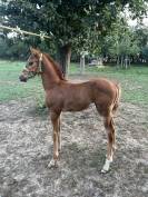 Poulain SF 