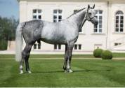 Poulain SF 