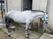 Pony dressage 