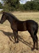 Poulain Arabo frison 