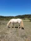Ponette connemara sport/loisir mental en or