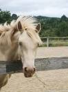 Ponette connemara sport/loisir mental en or