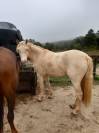 Ponette connemara sport/loisir mental en or