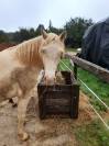 Ponette connemara sport/loisir mental en or