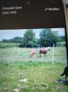 Deux shetlands a vendre 