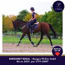 Jeune cheval mental en or
