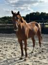 Top cheval classe 135 140 pour amateur et +
