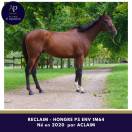 Gentil cheval pour bonne maison