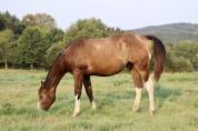 Poulain hongre paint 