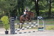 Cheval polyvalent,  parfait pour cross ou cso 
