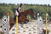 Cheval polyvalent,  parfait pour cross ou cso 