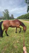 Cheval polyvalent,  parfait pour cross ou cso 