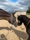 Belle et gentille Jument PS 6 ans