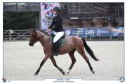 Poney B à vendre 