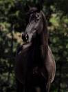 Ponette maxi D - Poulinière 