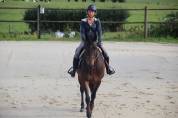 Beau petit cheval de sport SBS à vendre - 5 ans